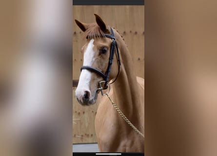 Belgian Sport Horse, Mare, 6 years, 15,3 hh, Chestnut-Red