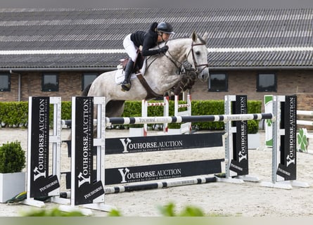 Belgian Sport Horse, Mare, 6 years, 16 hh, Grey