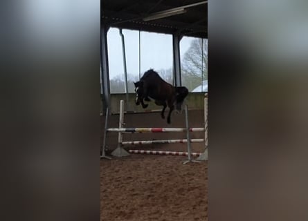 Belgian Sport Horse, Mare, 7 years, 16.1 hh, Bay-Dark