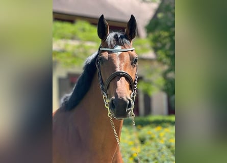 Belgian Sport Horse, Mare, 8 years, 16.1 hh, Brown