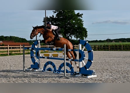 Belgian Sport Horse, Mare, 8 years, 16.3 hh, Brown