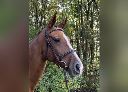 Belgian Sport Horse, Mare, 8 years, 16 hh, Chestnut-Red