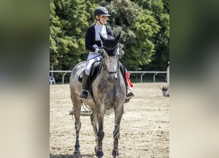 Belgian Sport Horse, Mare, 8 years, 16,1 hh, Gray