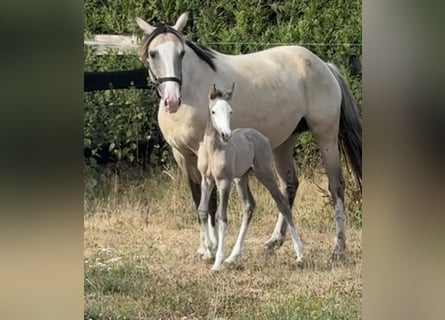 Belgian Sport Horse Mix, Mare, Foal (07/2026), 15.1 hh, Grullo