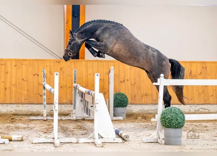 Belgian Sport Horse, Stallion, 4 years, 16.3 hh, Dun
