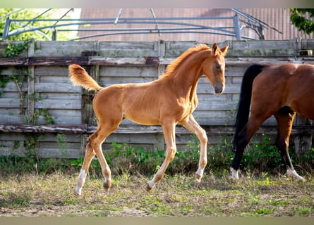 Belgian Sport Horse, Stallion, Foal (05/2025), 16,3 hh, Chestnut