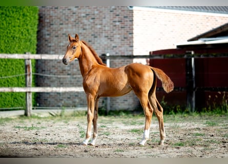 Belgian Sport Horse, Stallion, Foal (05/2025), 16,3 hh, Chestnut