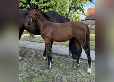 Belgian Sport Horse, Stallion, Foal (03/2025), Bay-Dark