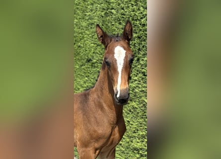 Belgian Sport Horse, Stallion, Foal (07/2024), Brown-Light