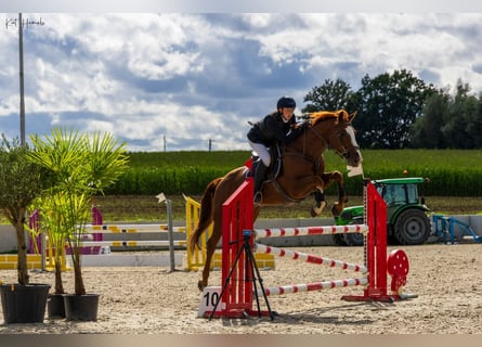 Belgian Warmblood, Gelding, 10 years, 16,1 hh, Chestnut-Red