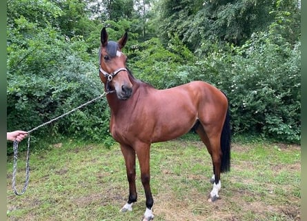 Belgian Warmblood, Gelding, 10 years, 16,2 hh, Brown