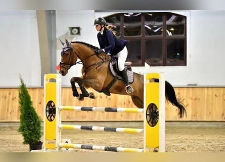 Belgian Warmblood, Gelding, 10 years, Bay