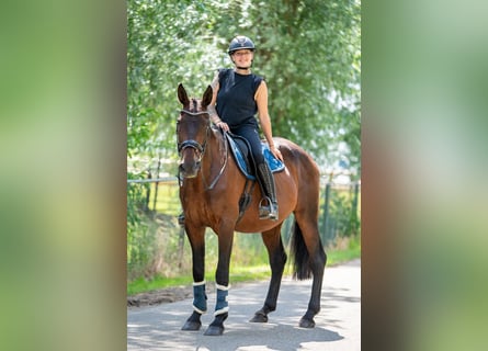 Belgian Warmblood Mix, Gelding, 11 years, 15.3 hh, Brown