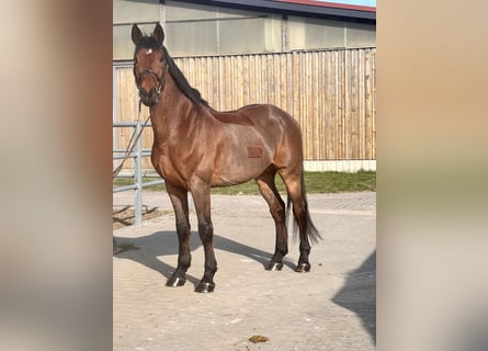 Belgian Warmblood, Gelding, 11 years, 16,2 hh, Brown