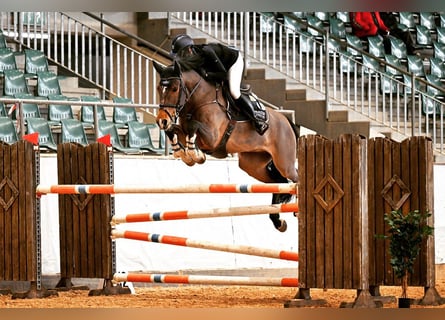 Belgian Warmblood, Gelding, 11 years, 16,2 hh