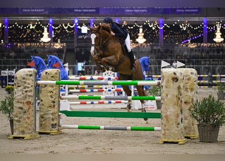 Belgian Warmblood, Gelding, 12 years, 16.2 hh, Chestnut