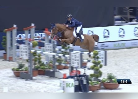 Belgian Warmblood, Gelding, 12 years, 16.3 hh, Chestnut-Red