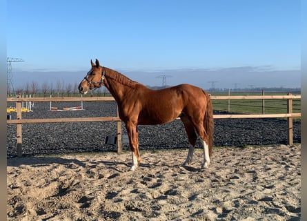 Belgian Warmblood, Gelding, 12 years, 17 hh, Chestnut-Red