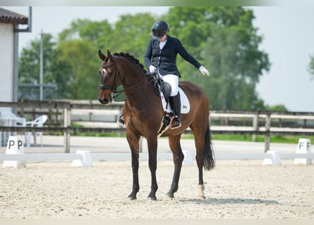 Belgian Warmblood, Gelding, 13 years, 16,2 hh, Brown