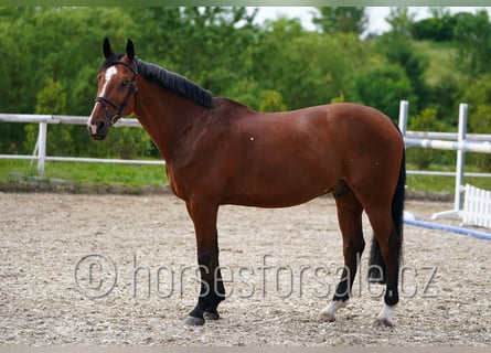 Belgian Warmblood, Gelding, 13 years, 16,2 hh, Brown