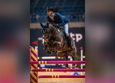 Belgian Warmblood, Gelding, 14 years, 16 hh, Brown