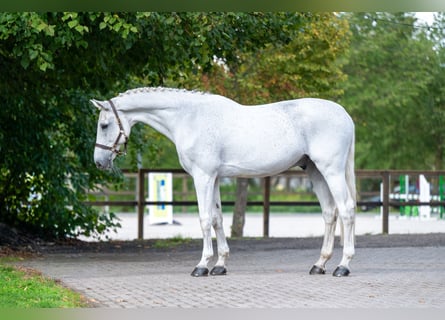 Belgian Warmblood, Gelding, 14 years, 17 hh, Grey