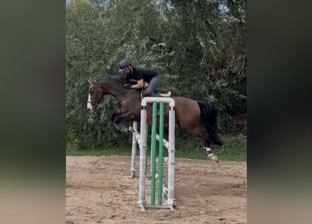 Belgian Warmblood, Gelding, 15 years, 16 hh, Brown