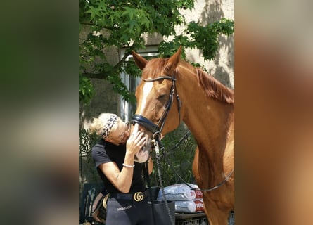 Belgian Warmblood, Gelding, 18 years, 17.3 hh, Chestnut-Red