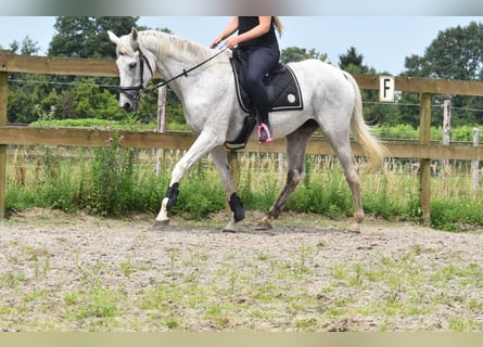 Belgian Warmblood, Gelding, 21 years, 16,1 hh, Gray