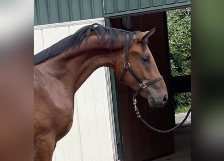 Belgian Warmblood, Gelding, 2 years, 16,1 hh, Brown