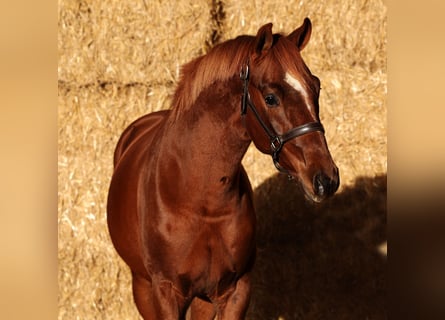 Belgian Warmblood, Gelding, 2 years, 16 hh, Chestnut