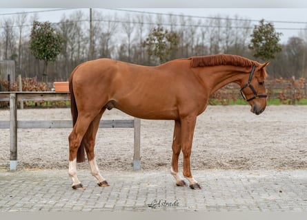 Belgian Warmblood, Gelding, 3 years, 15,2 hh, Chestnut