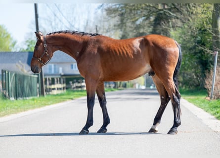 Belgian Warmblood, Gelding, 3 years, 16.1 hh, Brown