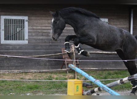 Belgian Warmblood, Gelding, 3 years, 16.2 hh, Grey