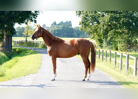 Belgisches Warmblut, Wallach, 3 Jahre, 16 hh, Dunkelfuchs