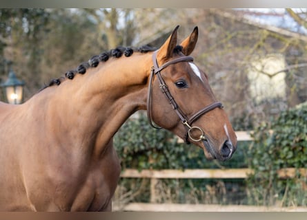 Belgian Warmblood, Gelding, 3 years, 16 hh