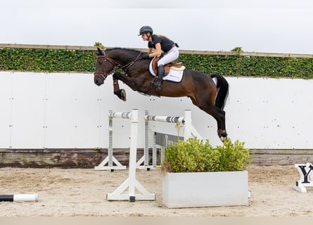 Belgian Warmblood, Gelding, 4 years, 15.2 hh, Bay-Dark