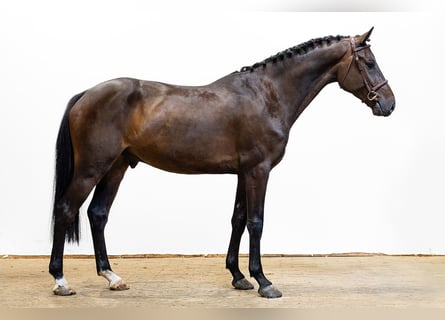 Belgian Warmblood, Gelding, 4 years, 15.2 hh, Bay-Dark