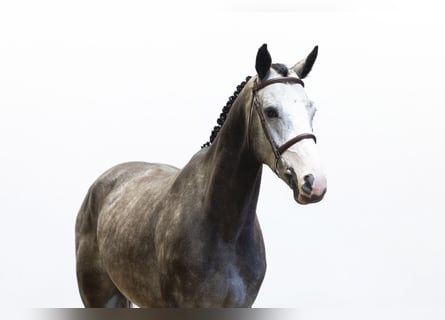 Belgian Warmblood, Gelding, 4 years, 15.2 hh, Grey