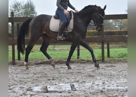 Belgian Warmblood, Gelding, 4 years, 16.1 hh, Bay-Dark
