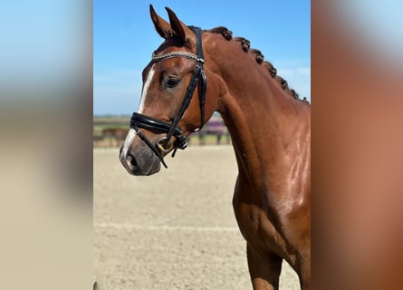 Belgian Warmblood, Gelding, 4 years, 16.1 hh, Chestnut