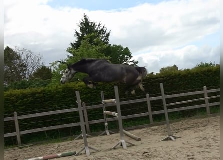 Belgian Warmblood, Gelding, 4 years, 16.1 hh, Grey