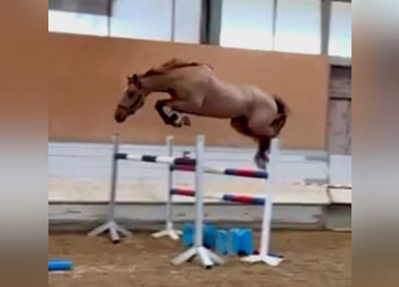 Belgian Warmblood, Gelding, 4 years, 16.2 hh, Chestnut-Red