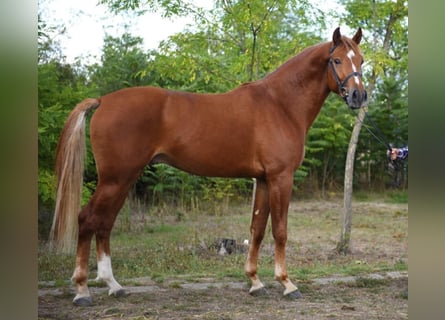 Belgian Warmblood, Gelding, 4 years, 16 hh, Chestnut-Red