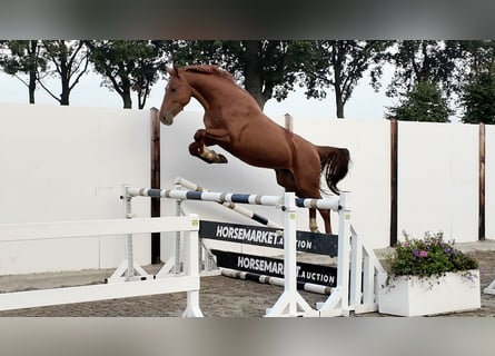 Belgian Warmblood, Gelding, 4 years, 16 hh, Chestnut