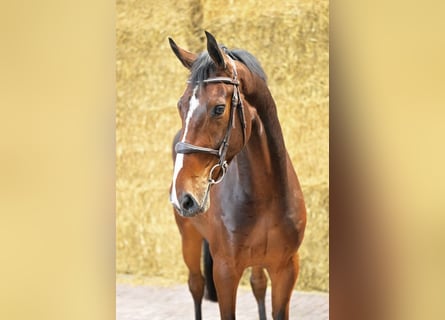 Belgian Warmblood, Gelding, 4 years, 16,1 hh, Bay
