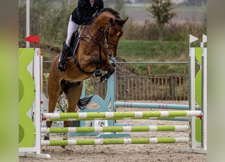 Belgian Warmblood, Gelding, 4 years, 16,1 hh, Brown