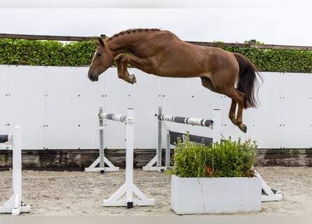 Belgian Warmblood, Gelding, 4 years, 16,1 hh, Chestnut-Red
