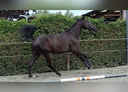 Belgian Warmblood, Gelding, 4 years, 16,2 hh, Black