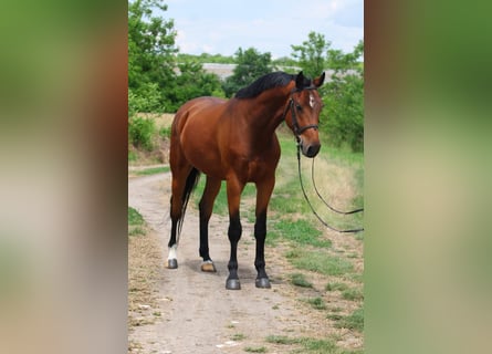 Belgian Warmblood, Gelding, 4 years, 16,2 hh, Brown